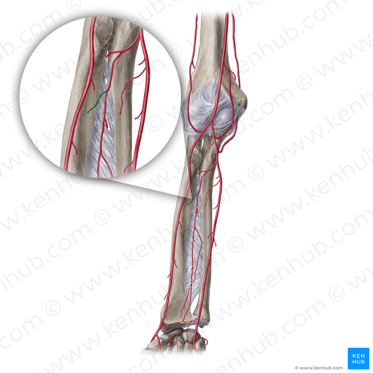 Nutrient artery of radius (#20379)