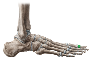 Base of distal phalanx of great toe (#2182)