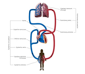 Cardiovascular system: Schematic (English)