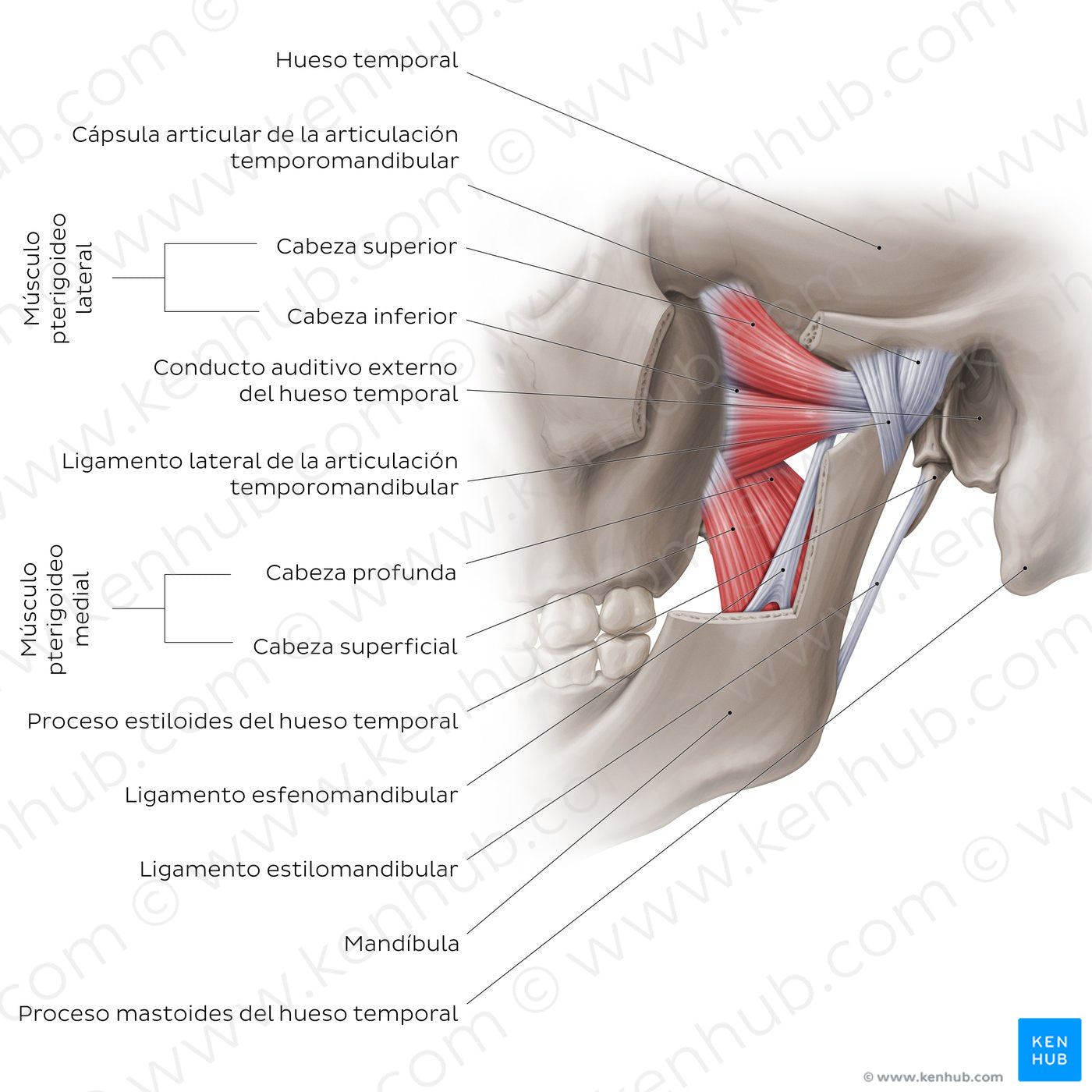 Temporomandibular joint: overview (Spanish)