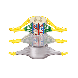 Rootlets of anterior root (#3640)