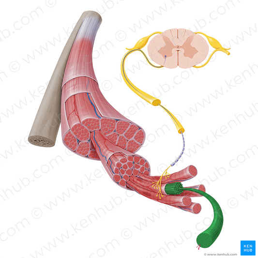 Myofibril (#17231)