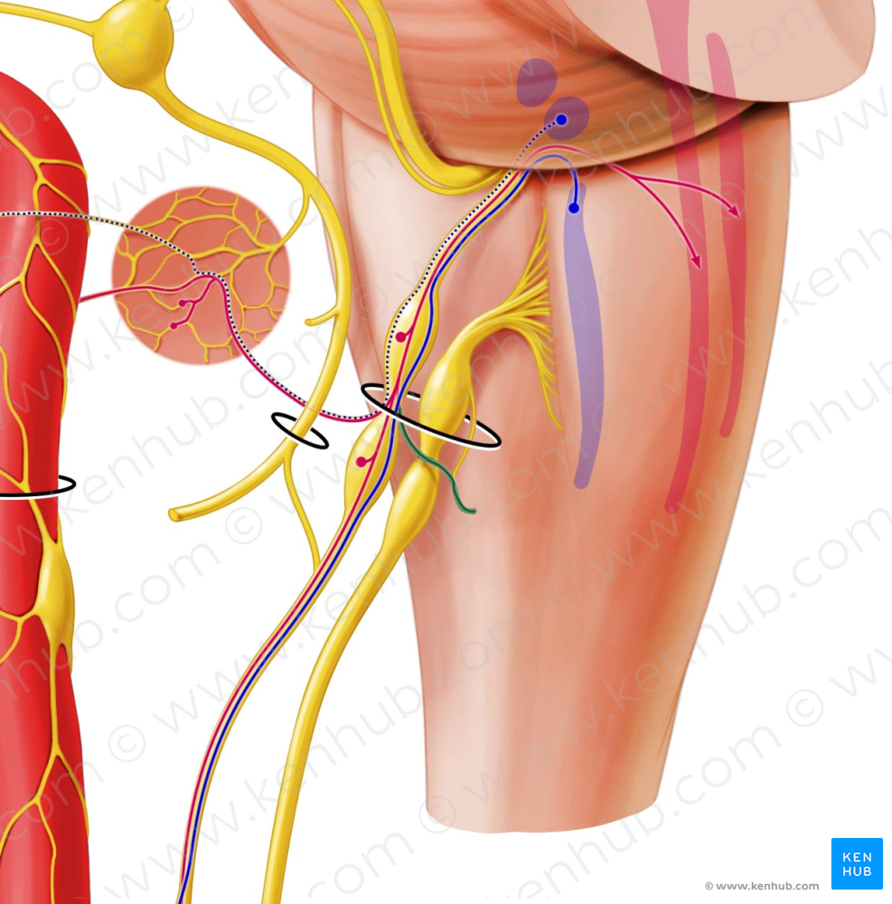 Communicating branch of glossopharyngeal nerve with auricular branch of vagus nerve (#8642)