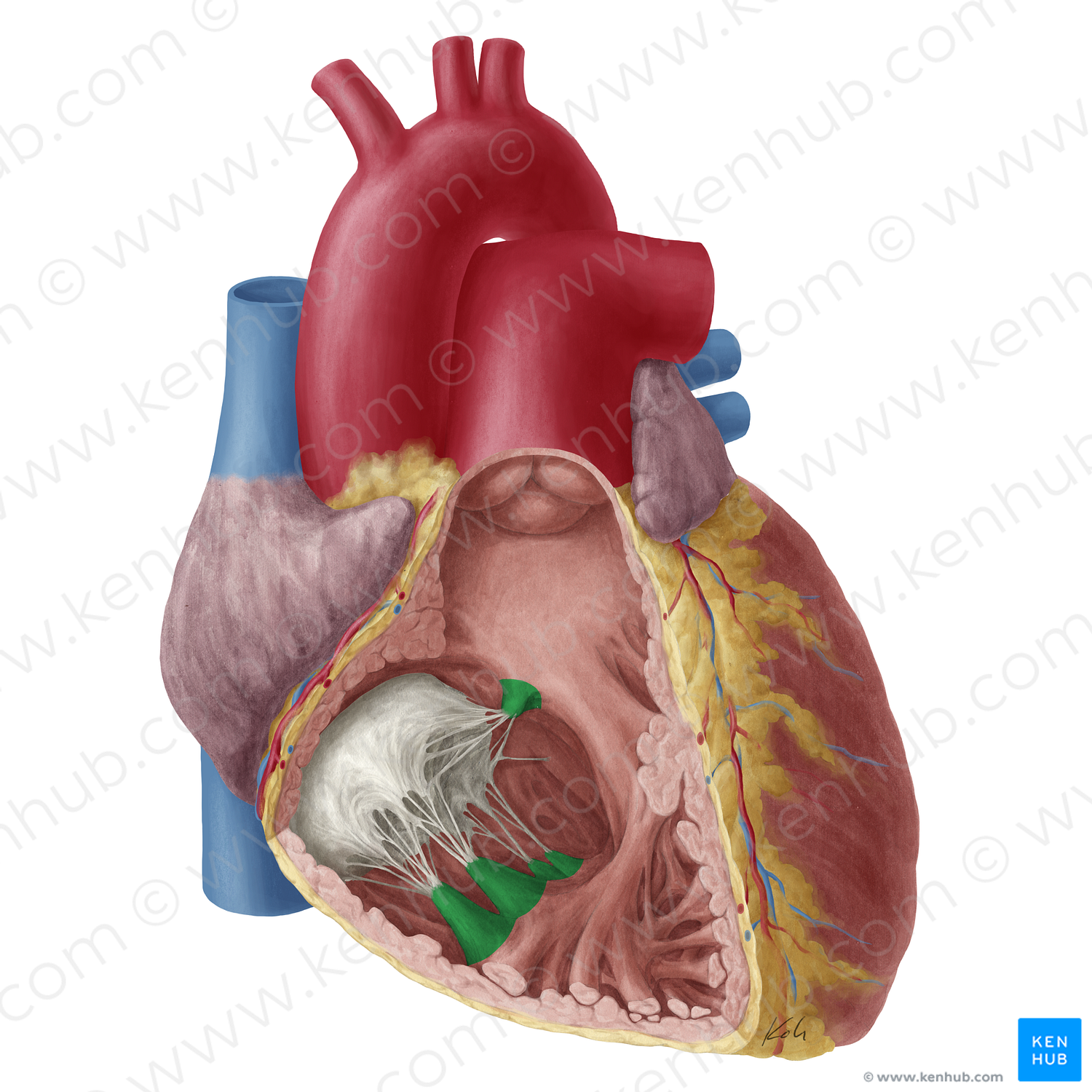 Papillary muscles of heart (#19744)