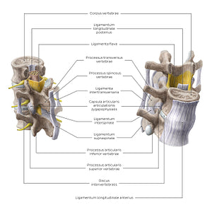 Joints and ligaments of the vertebral bodies and arches (Latin)