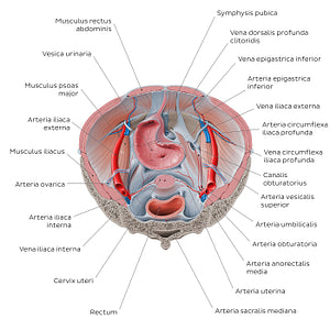 Superior view of the female pelvis: Organs and vessels (Latin)