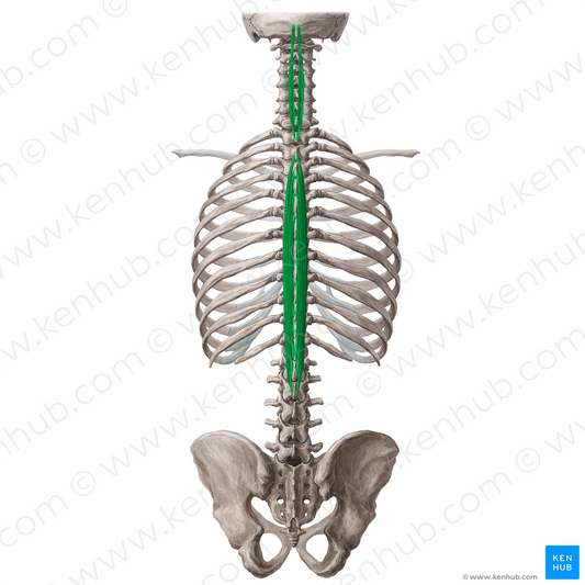 Spinalis muscle (#18819)