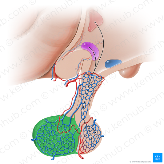 Pars distalis of hypophysis (#16226)