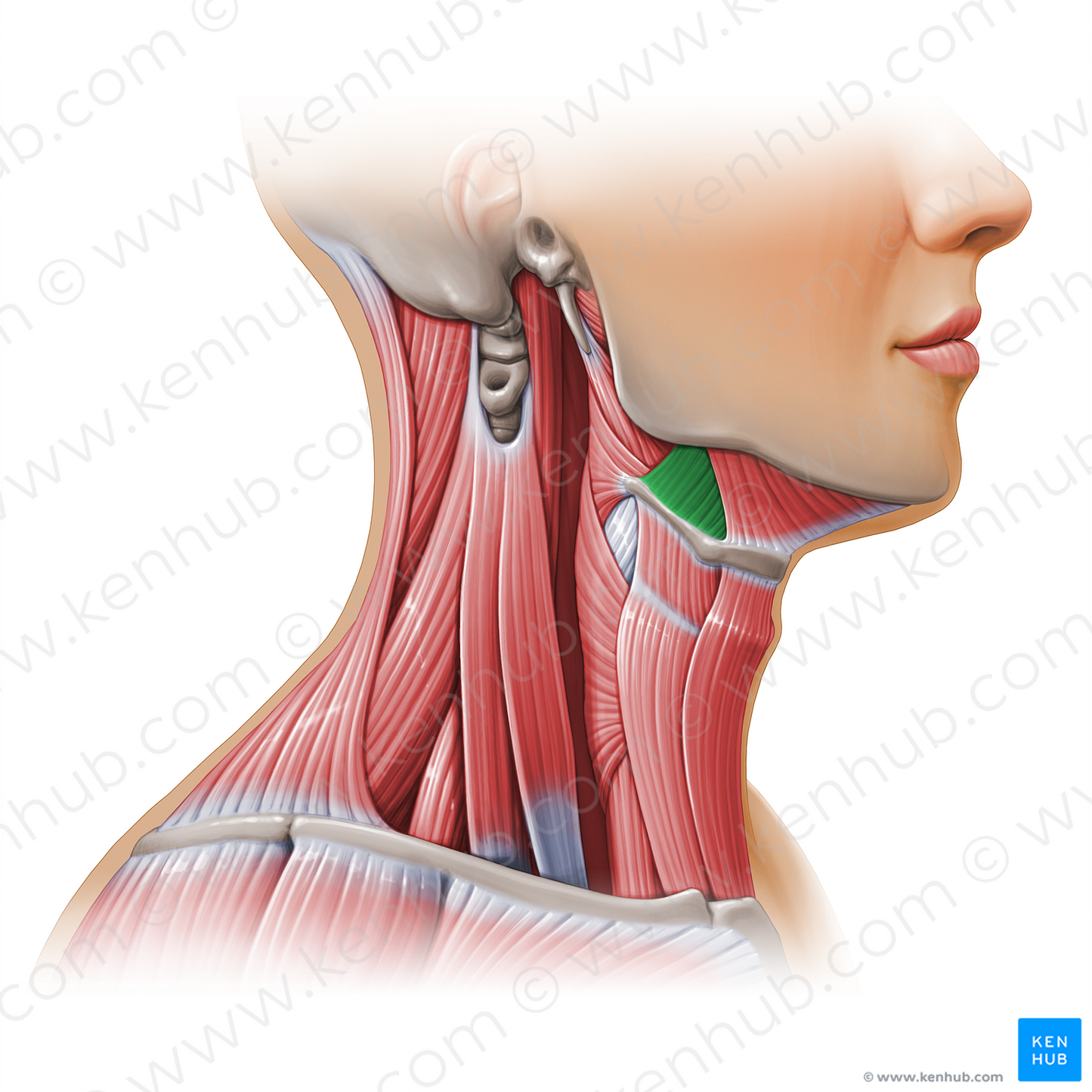 Hyoglossus muscle (#11165)