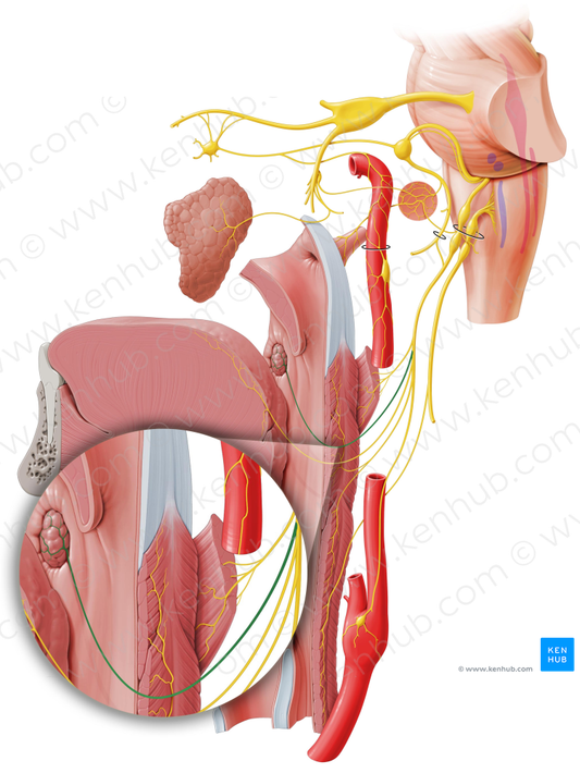 Tonsillar branches of glossopharyngeal nerve (#8578)