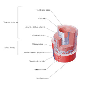 Structure of blood vessels: Artery (Spanish)