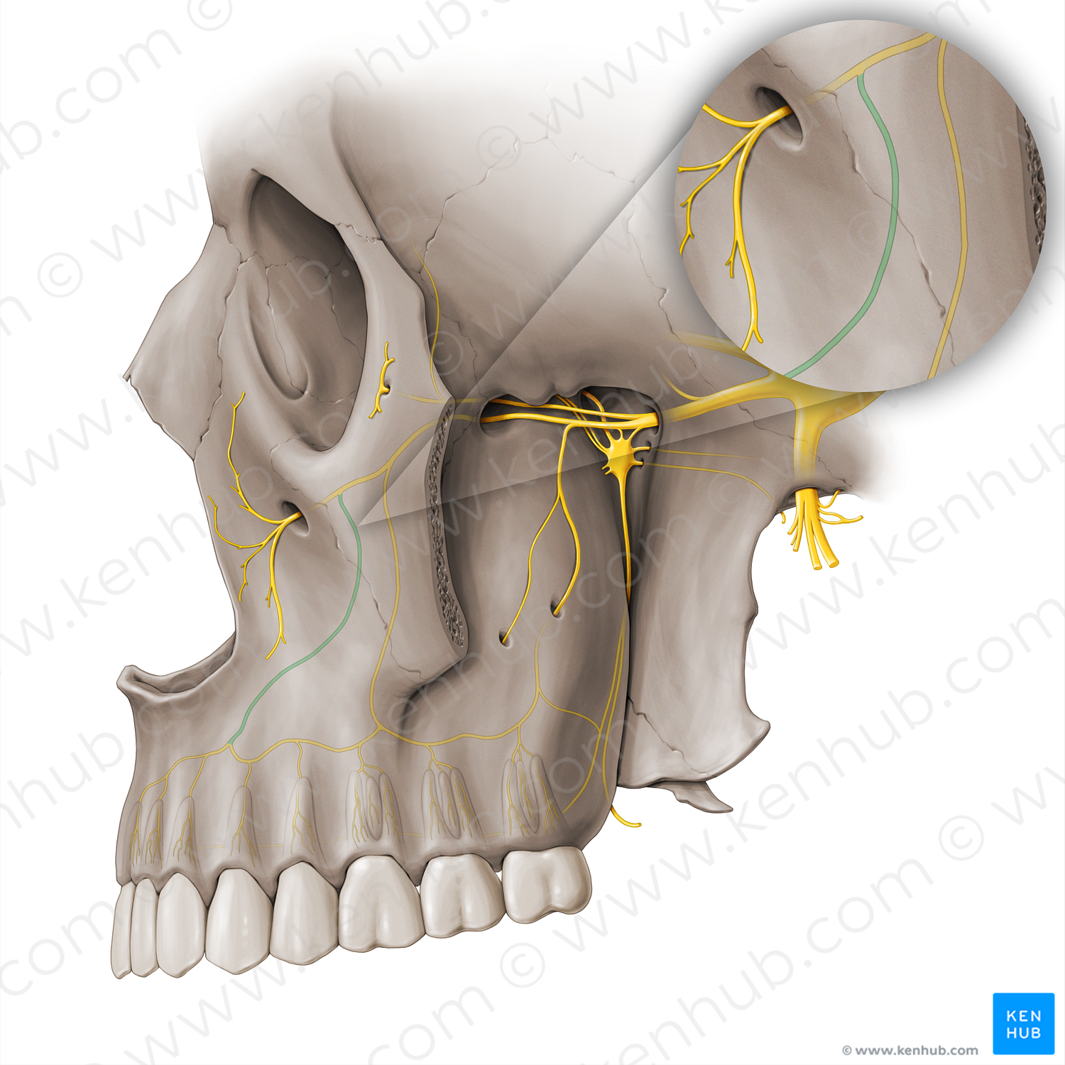 Anterior superior alveolar nerve (#18441)