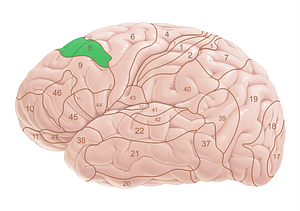 Brodmann area 8 (#18015)