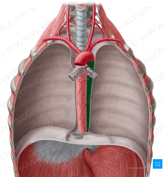 Descending thoracic aorta (#731)