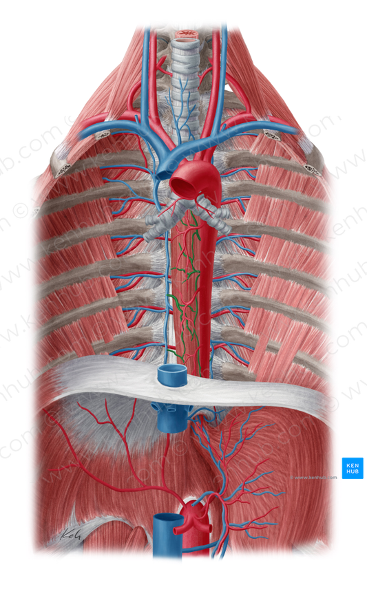 Esophageal veins (#10174)