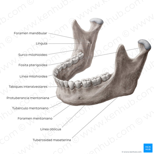 Mandible (Anterolateral view) (Spanish)