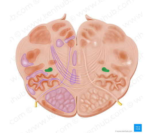 Posterior accessory olivary nucleus (#7238)