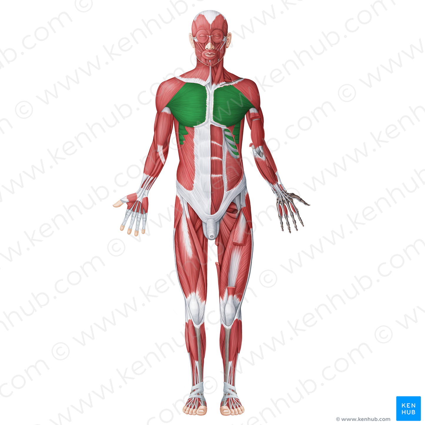 Muscles of thorax (#20046)