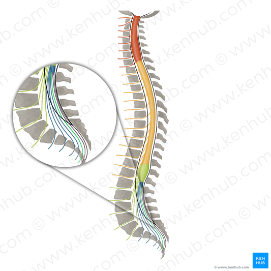 Spinal nerve S5 (#16135)