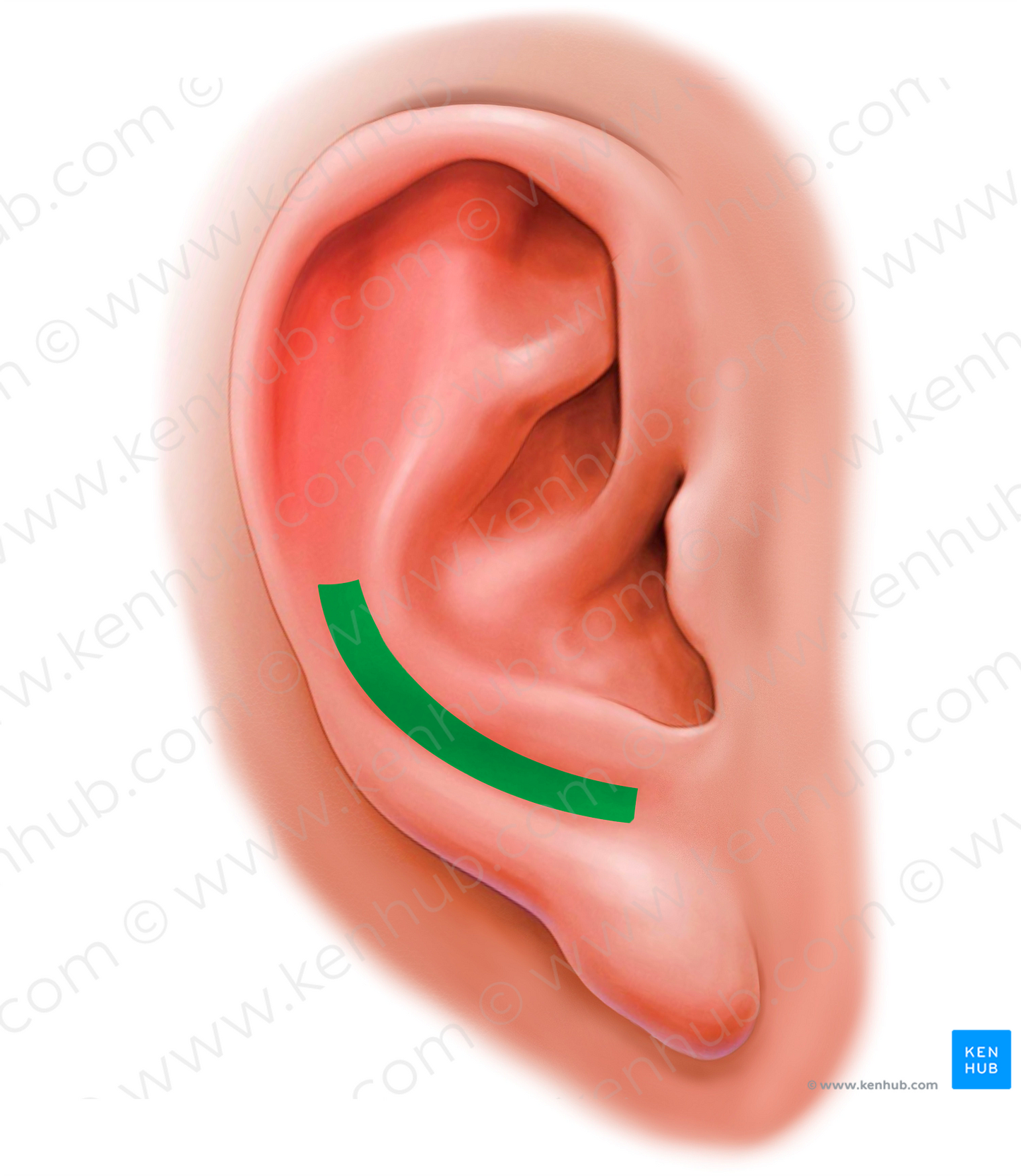 Posterior auricular groove (#20189)