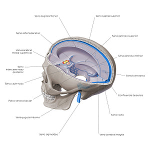 Dural venous sinuses - Sagittal section (Spanish)