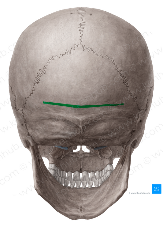 Supreme nuchal line of occipital bone (#4718)