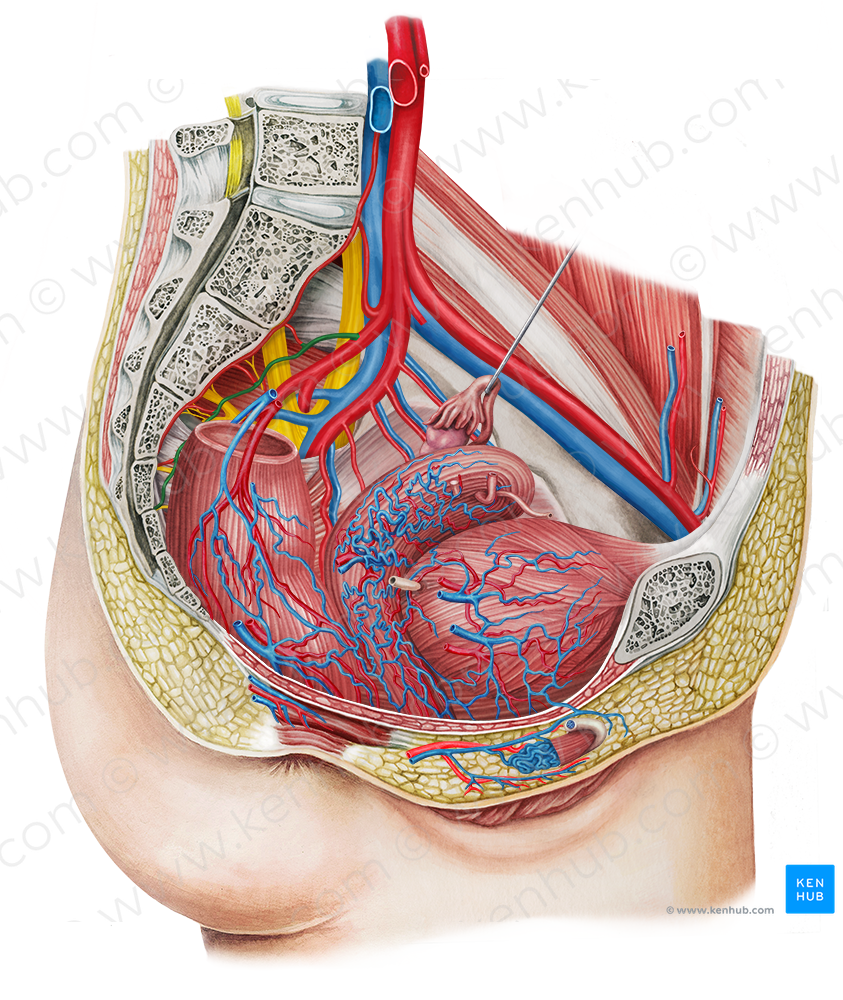 Lateral sacral artery (#1755)