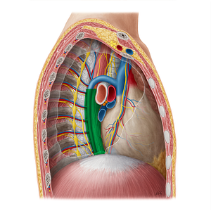 Posterior mediastinum (#16205)