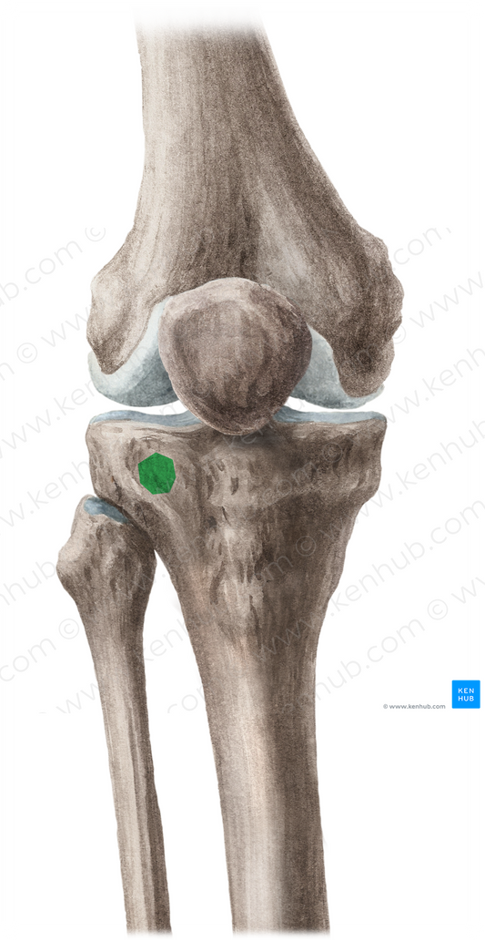 Tubercle of iliotibial tract (#9795)