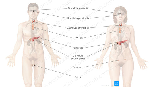 Endocrine system (Latin)