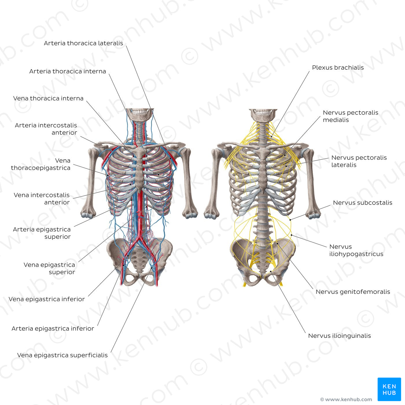 Nerves and vessels of the abdominal wall (Latin)