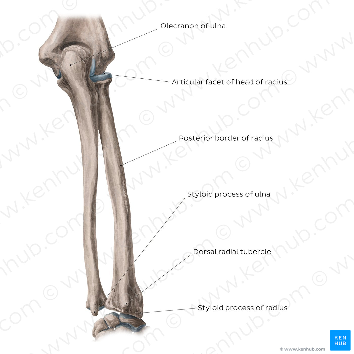 Radius and ulna: Posterior view (English) – Kenhub Image License Store