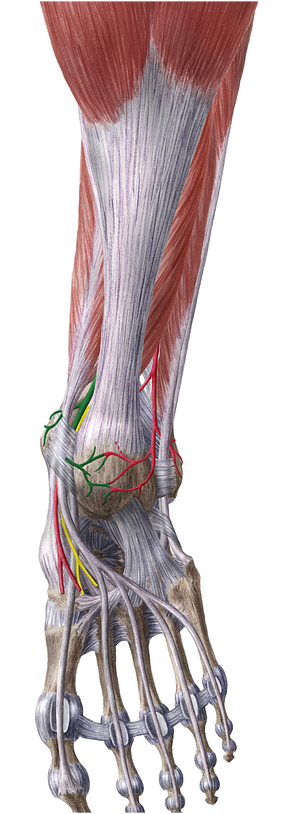 Posterior tibial artery (#1943)