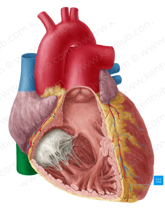 Inferior vena cava (#10051)