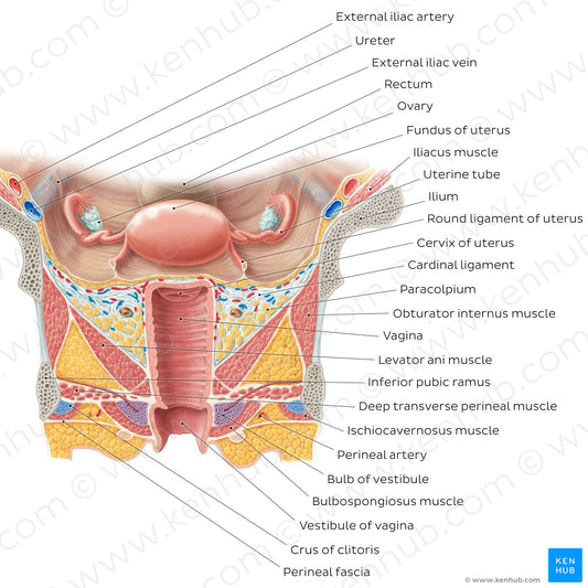 Uterus and vagina (English)