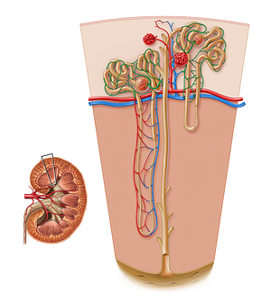 Peritubular capillaries of kidney (#17206)