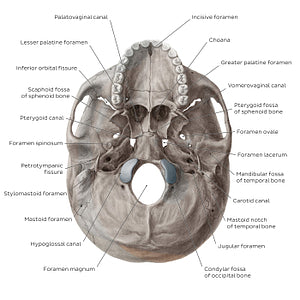 Inferior base of the skull - Foramina, fissures, and canals (English)