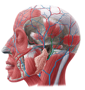 Posterior auricular artery (#888)