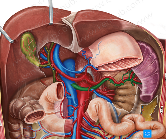 Splenic vein (#10588)