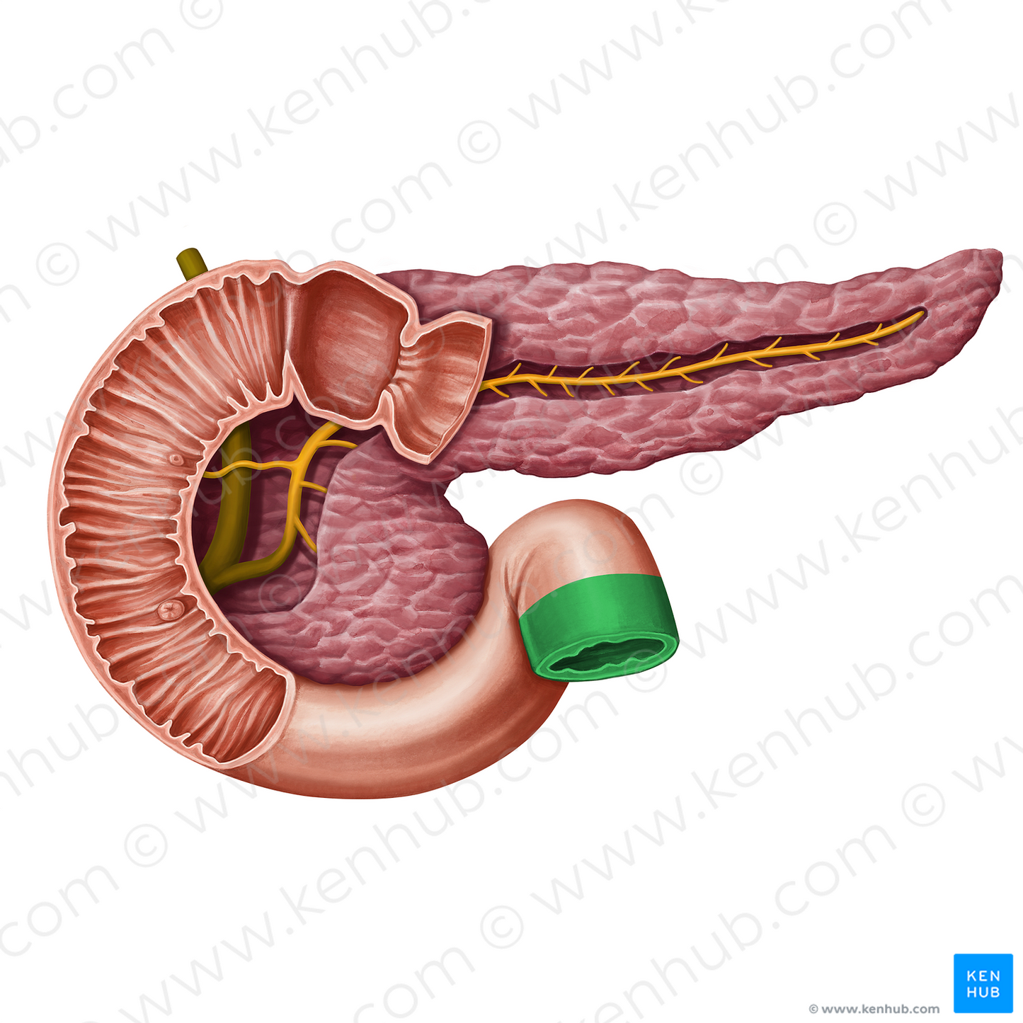 Jejunum (#13953)