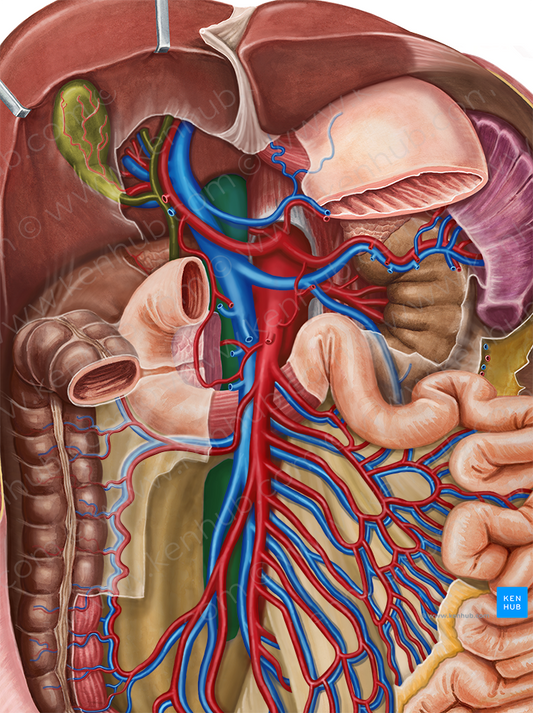 Inferior vena cava (#10047)