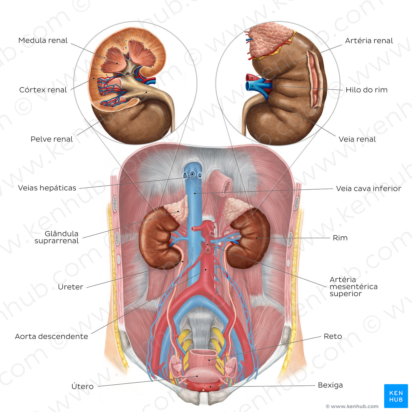 Urinary system - Overview (Portuguese)