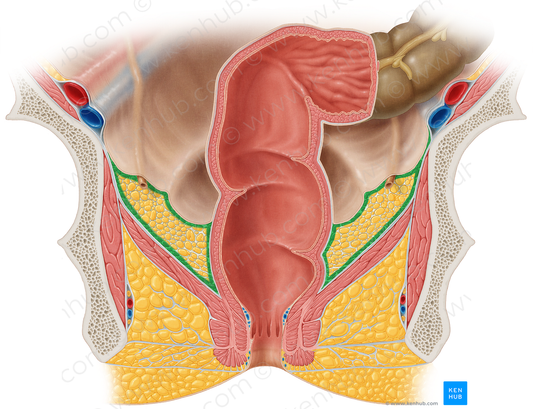 Infraperitoneal space (#9079)