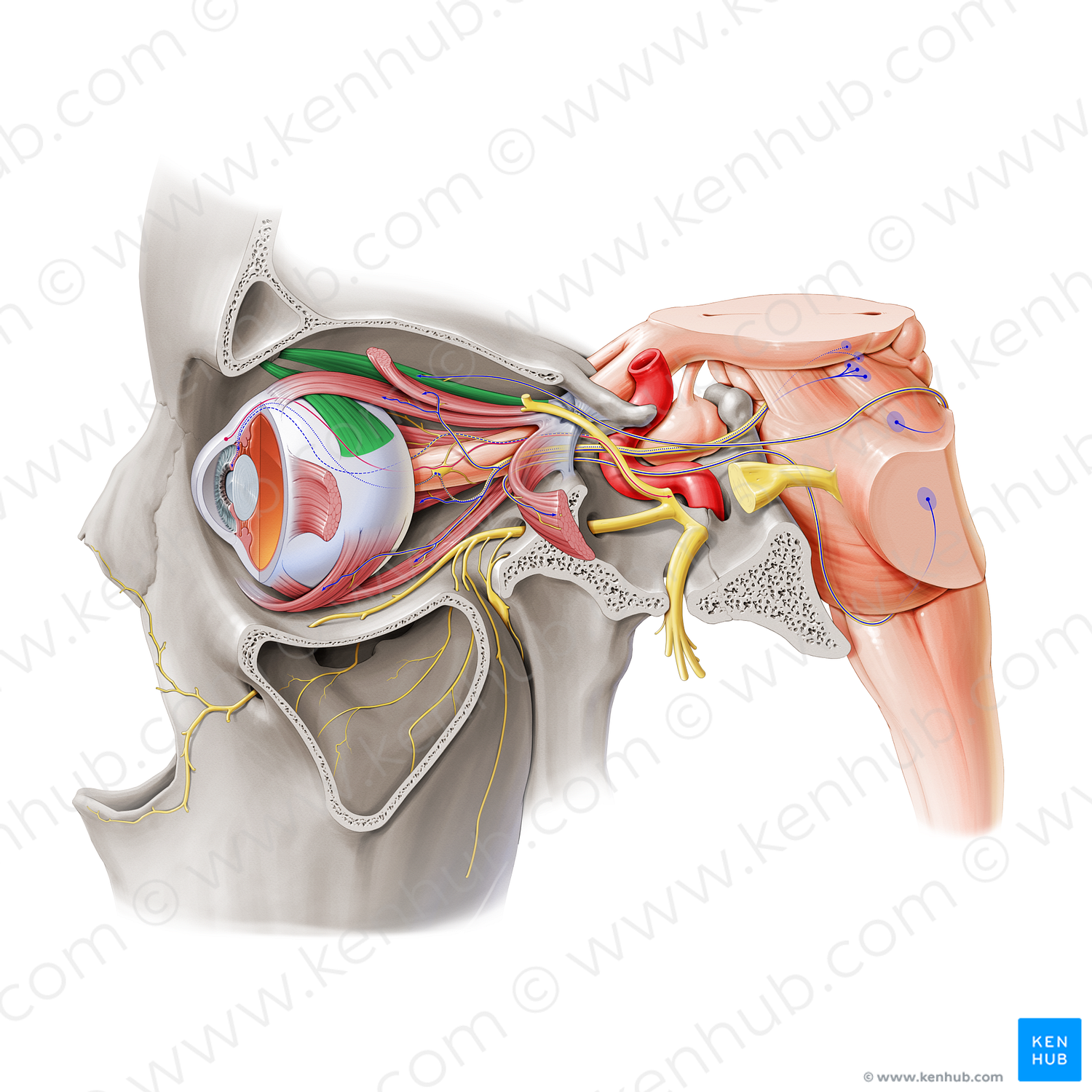 Superior oblique muscle (#20639)