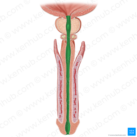 Male urethra (#19203)