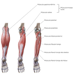 Muscles of the leg (Posterior view) (Portuguese)