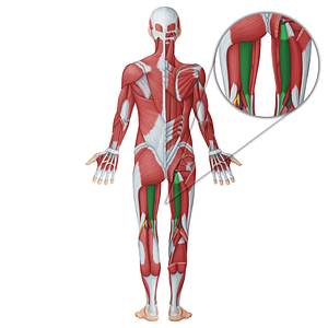 Semitendinosus muscle (#18742)