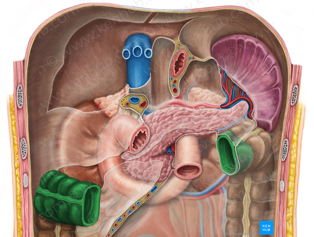 Transverse colon (#2752)