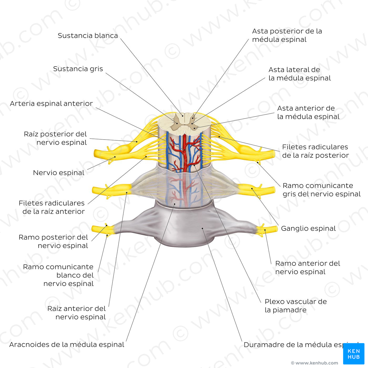 Spinal membranes and nerve roots (Spanish)
