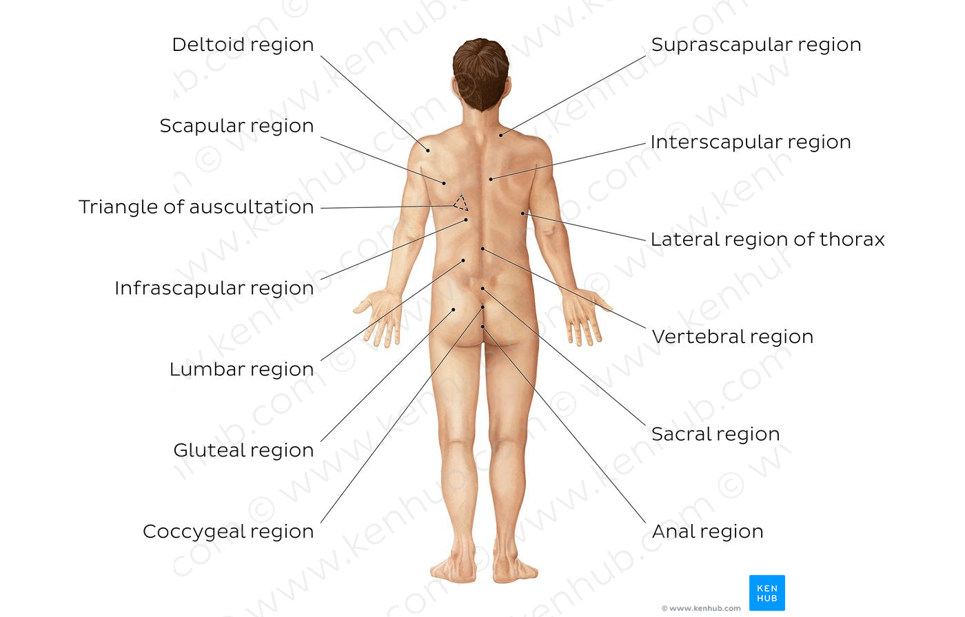 Regions of the back and buttocks (English)